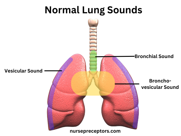 lung sounds