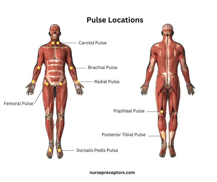 pulse points