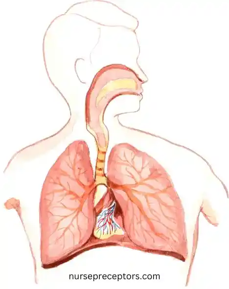 human lungs