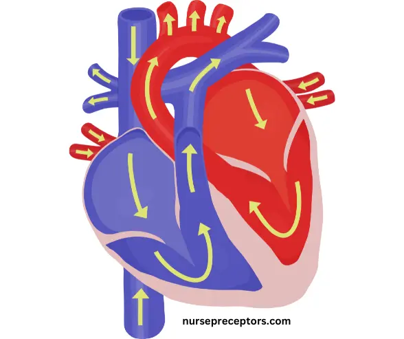 cardiac output