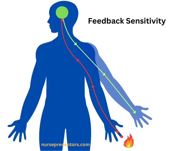 human thermoregulation