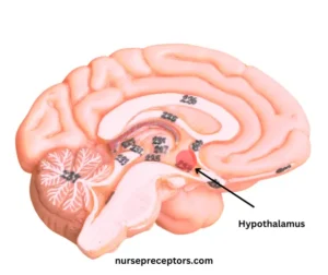 Hypothalamus in Brain - Nurse Preceptors