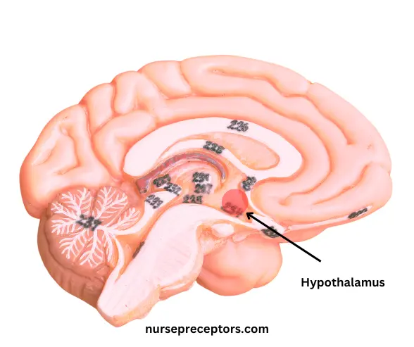 hypothalamus in brain