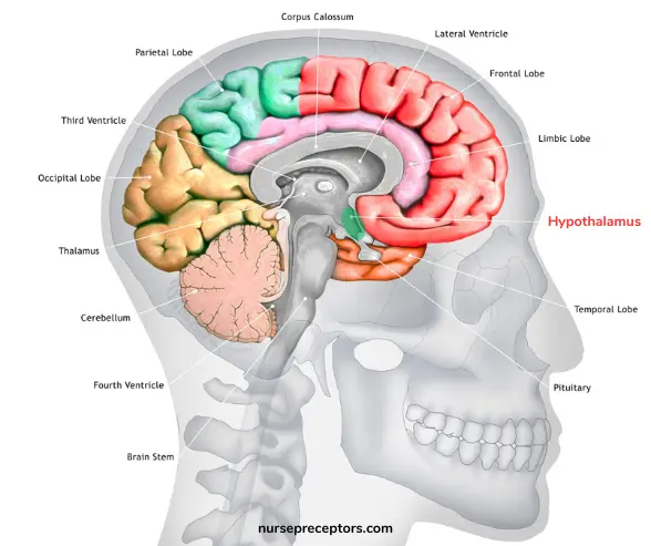 hypothalamus in human skull