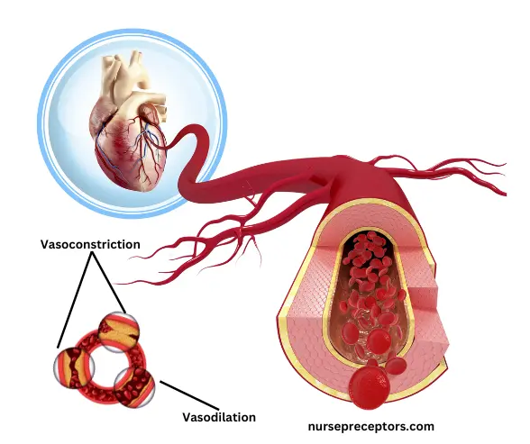 vasoconstriction and dilation
